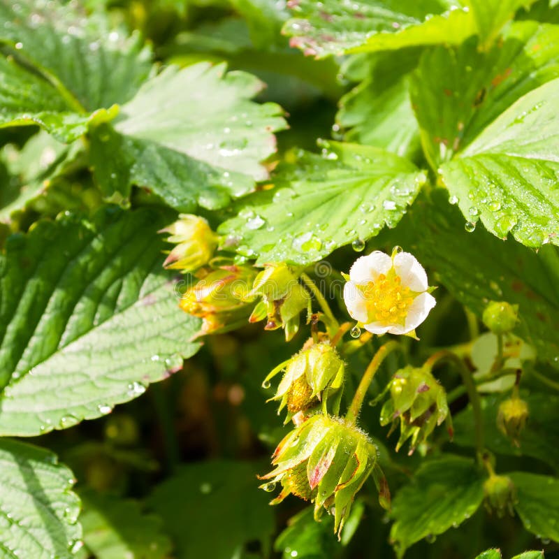 Strawberry Blossom. stock image. Image of young, green 32318207