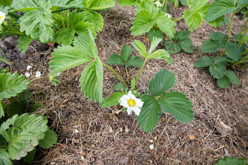 Strawberry blossoms stock photo. Image of fragrance, bush 88517494