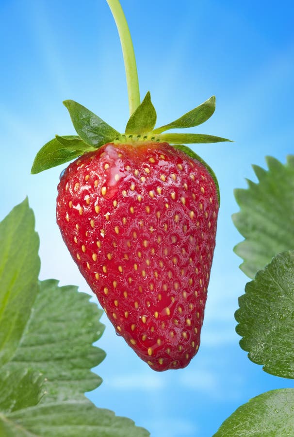 Strawberry Blue Spring Sky stock photo
