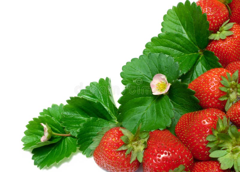 Strawberry Border