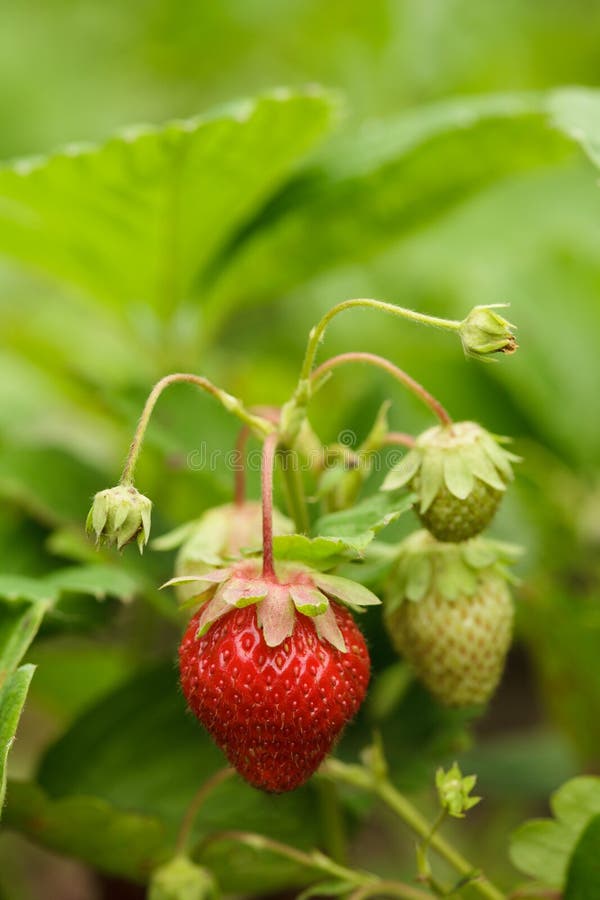 Bush of strawberry stock photo. Image of macro, edible 19776296