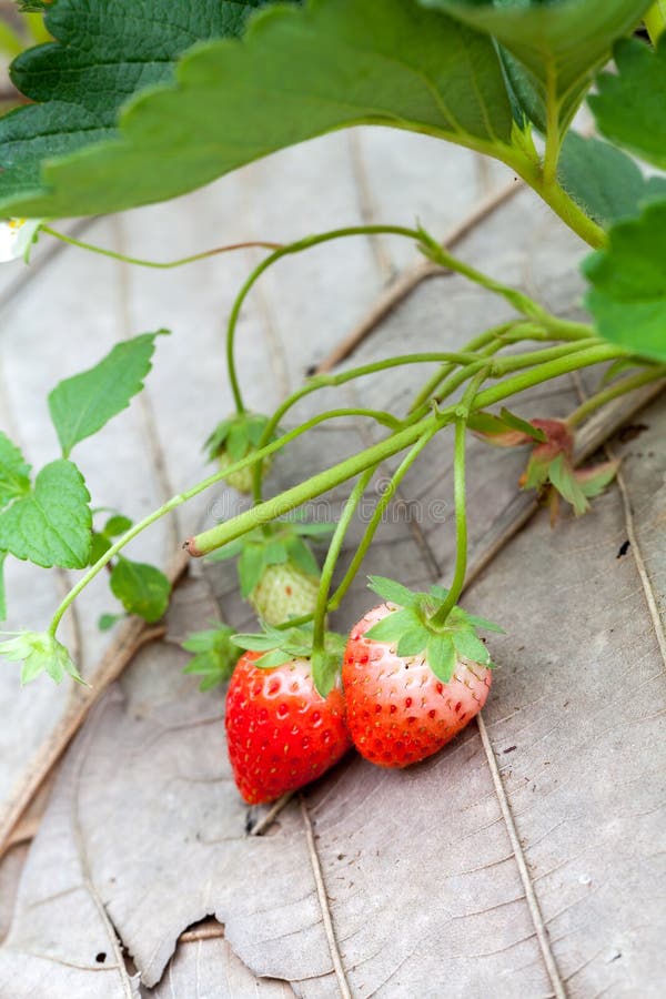 Strawberry Bush Growing in the Garden Stock Image Image of grow, crop