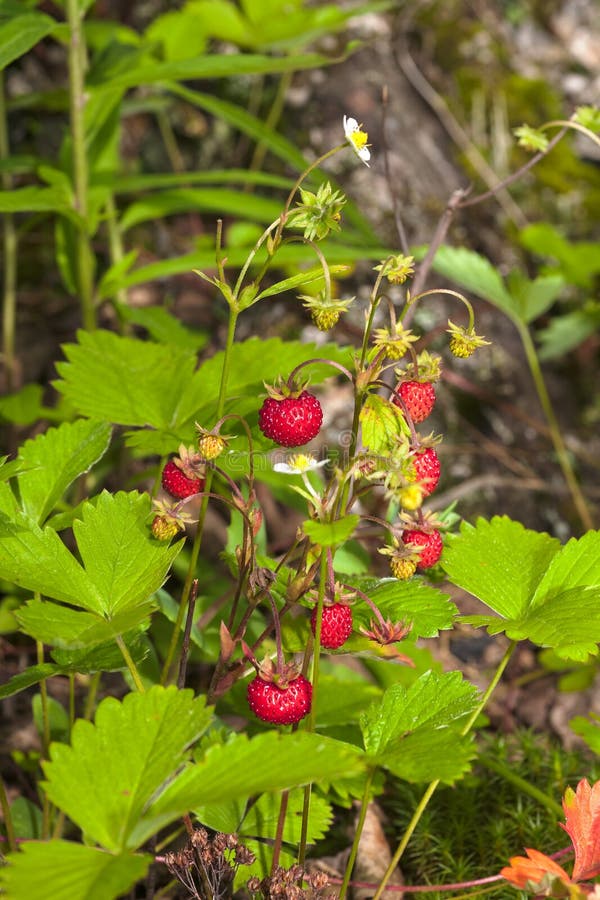 Strawberry bushes stock image. Image of food, berries 29281111