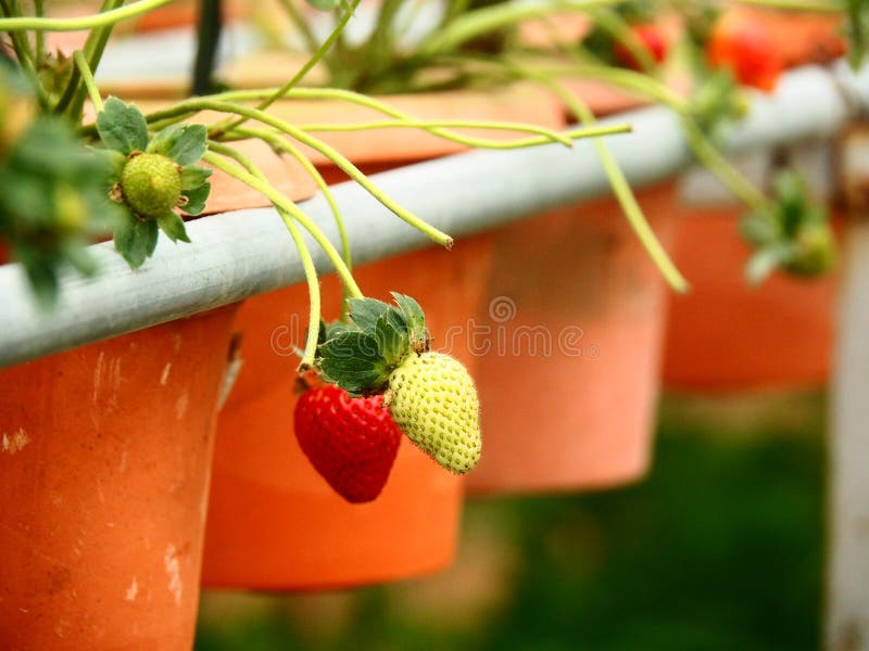 Strawberry stock image. Image of sweet, farm, highland 122049939