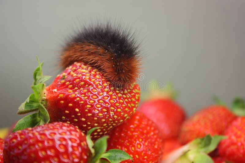 Strawberrycaterpillar stock image. Image of flowers 21396875