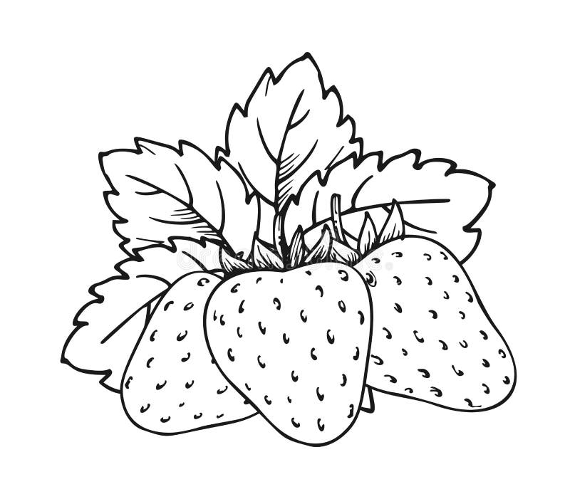 Strawberry Coloring Book Whole Ripe Sweet Fruit Stock Vector ...