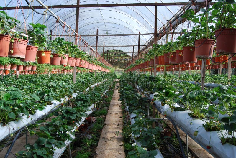 STRAWBERRY FARM