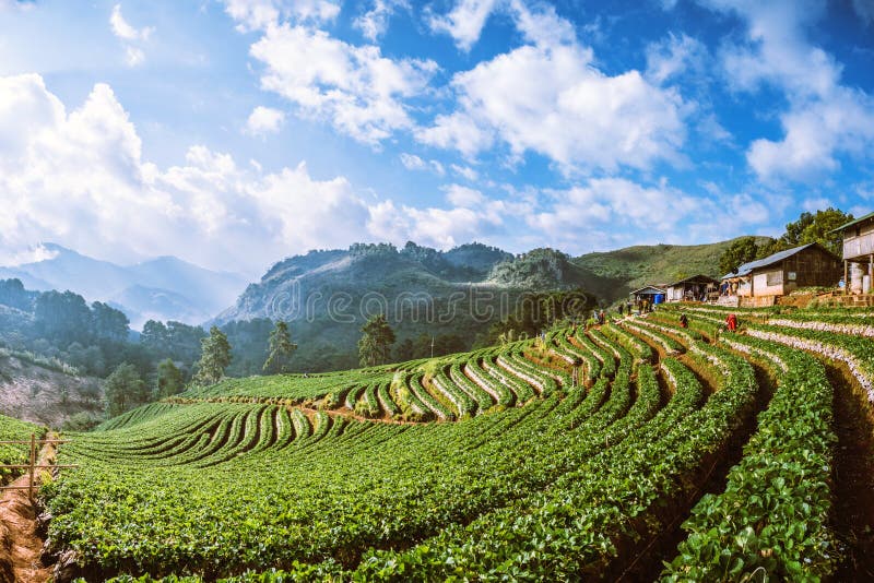 Strawberry Farm Background Image. Strawberry Farm Beautiful Nature
