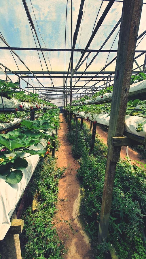 Strawberry Farm at Cameron Highland Stock Image Image of asia, pahang 173912743