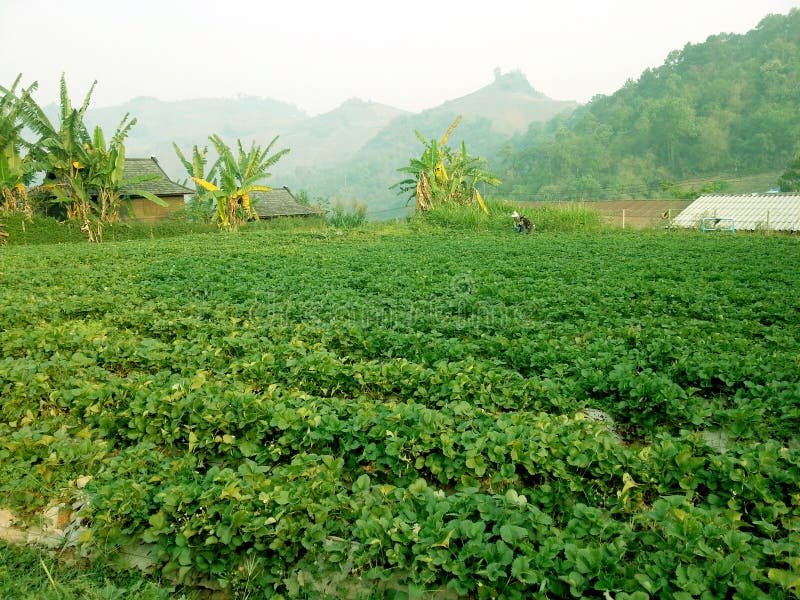Strawberry farm in mountain royalty free stock photo Strawberry farm in mountain royalty free stock photo