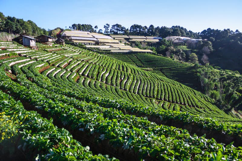 Strawberry farm plant stock photo. Image of orchard, park 64696144