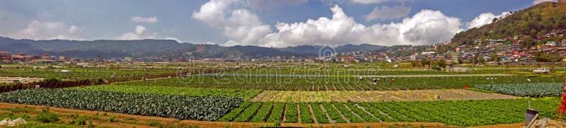 Strawberry Farm