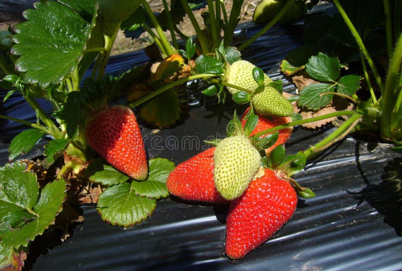 Strawberry Farm, South Australia Stock Image Image of nutrition, diet