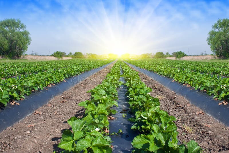 Strawberry field royalty free stock image