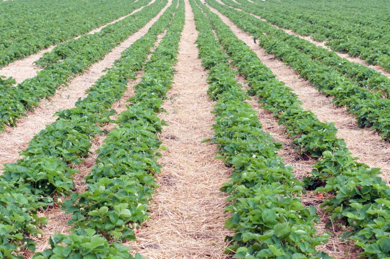 Strawberry Field royalty free stock image