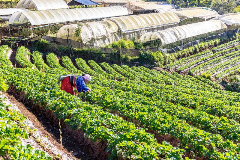 Strawberry Field on the Mountain Stock Photo Image of landscape