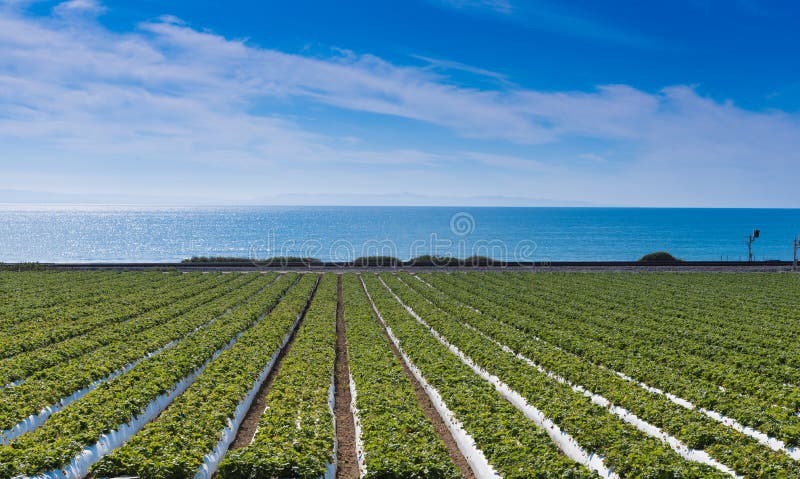 Strawberry Field on Pacific Ocean