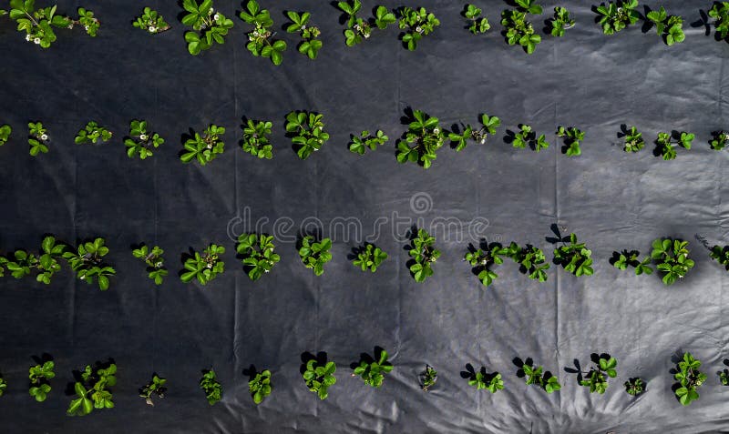 The strawberry field top view. Growing without weeds royalty free stock image