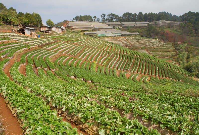 Strawberry Farm in Chiang Mai Province Northern Thailand Stock Image