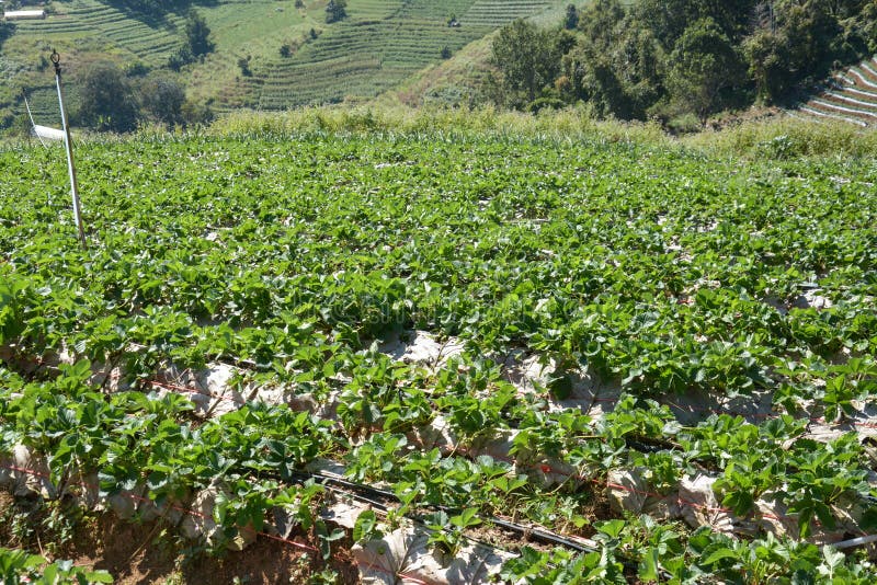 Strawberry Fields in Chiangmai ,lthailand Stock Photo Image of farmer