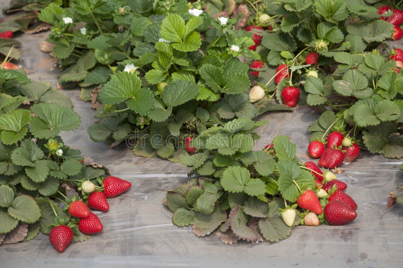 Strawberry Fields, Picking Season Stock Photo Image of cluster