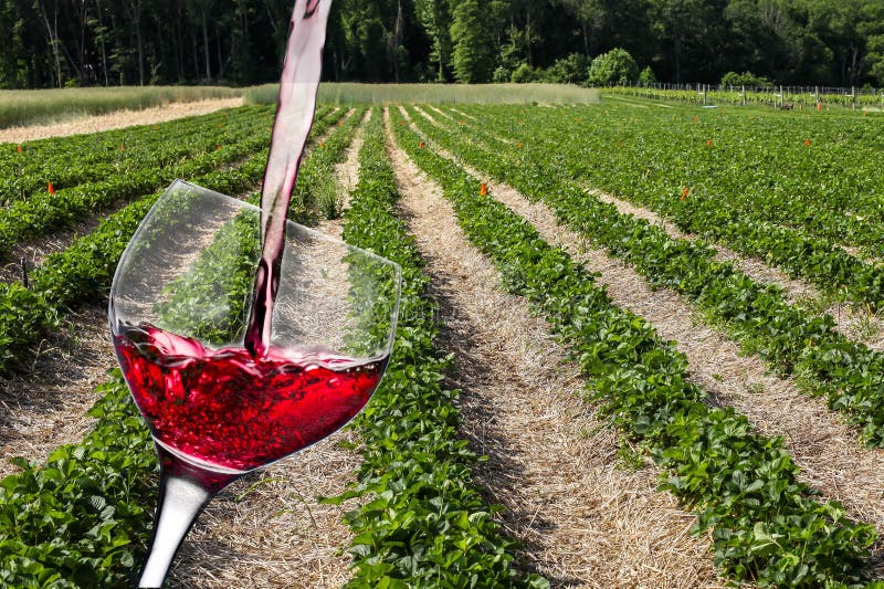 Wine Fields To The Horizon In Great Autumn Colors And One Tree Stock