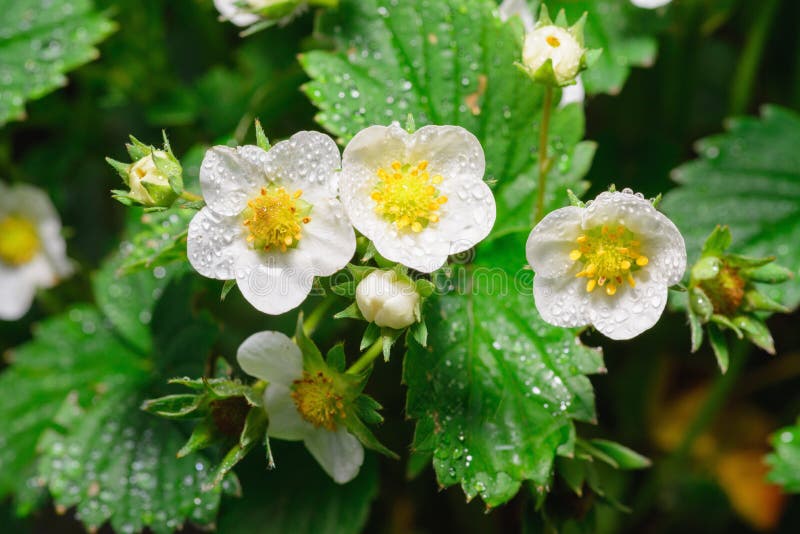Strawberry Flowers Covered with Dew Stock Photo Image of wild