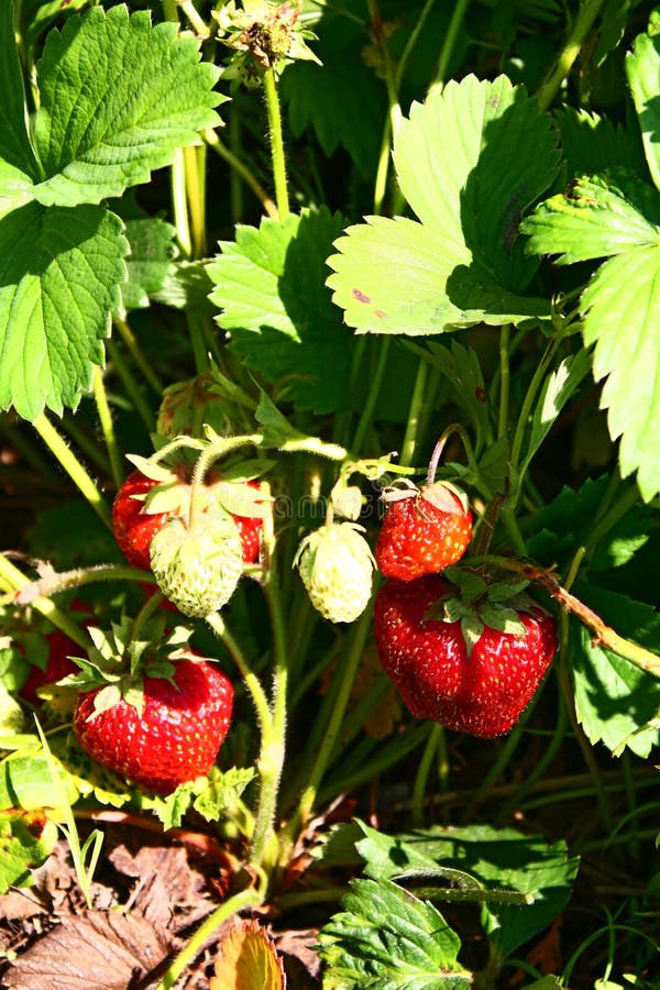 Strawberry growing on vegetable garden