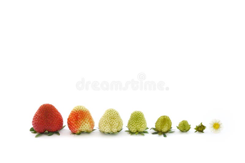 Strawberry growth isolated on white