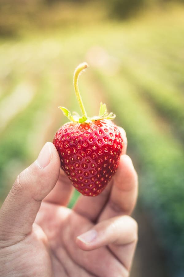 Strawberry, Keep Strawberries Fresh from the Farm. Stock Photo Image