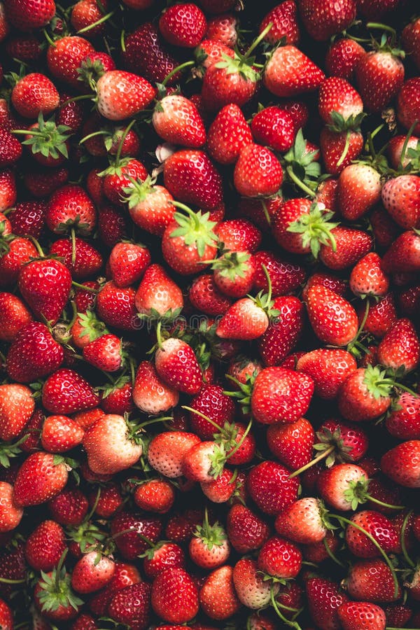 Strawberry, Keep Strawberries Fresh from the Farm. Stock Photo Image