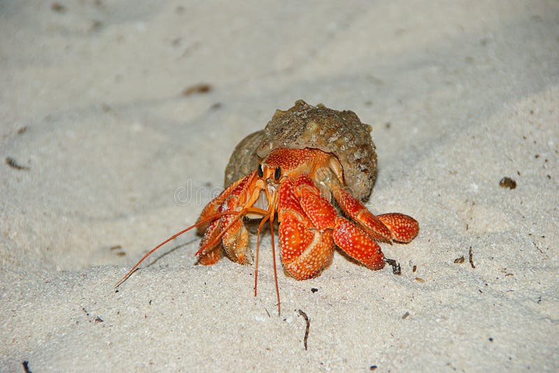Strawberry Land Hermit Crab Coenobita perlatus on sand.