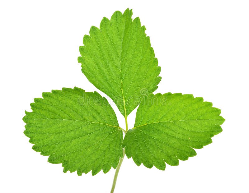 Strawberry Leaves Isolated on White Stock Image Image of isolated