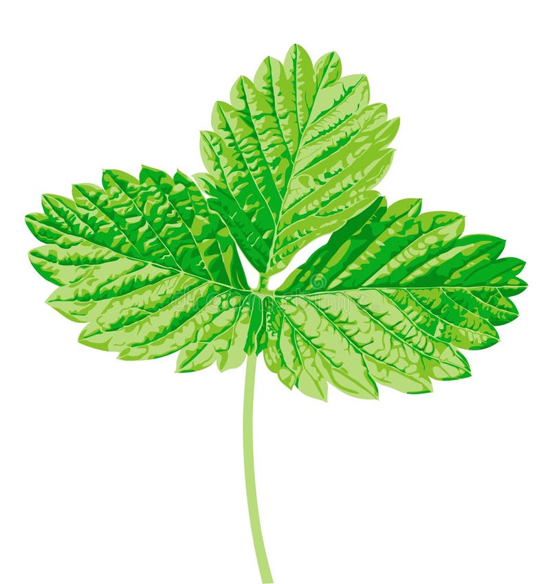 Strawberry with Leaf Vector Icon. Strawberry Icon Clipart. Strawberry