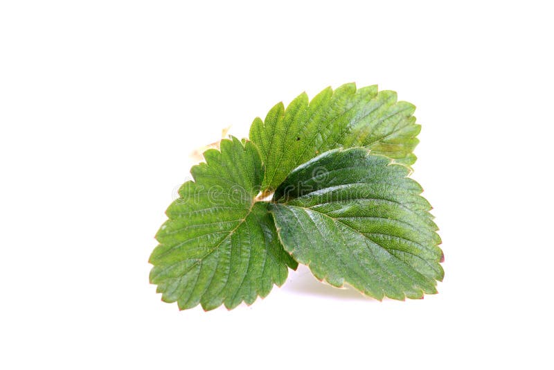 Strawberry leaves stock photo. Image of nature, background 53943708