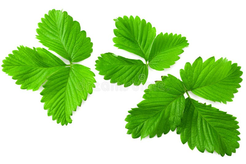 Strawberry Leaves Isolated on a White Background Stock Image Image of