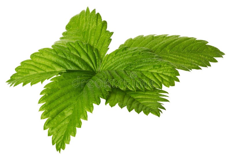 Strawberry leaves isolated on the white background