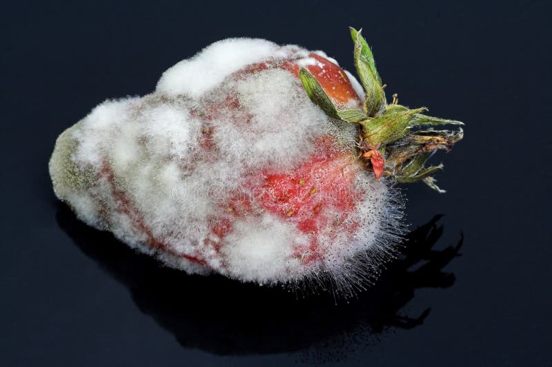Strawberry Left to go Mouldy