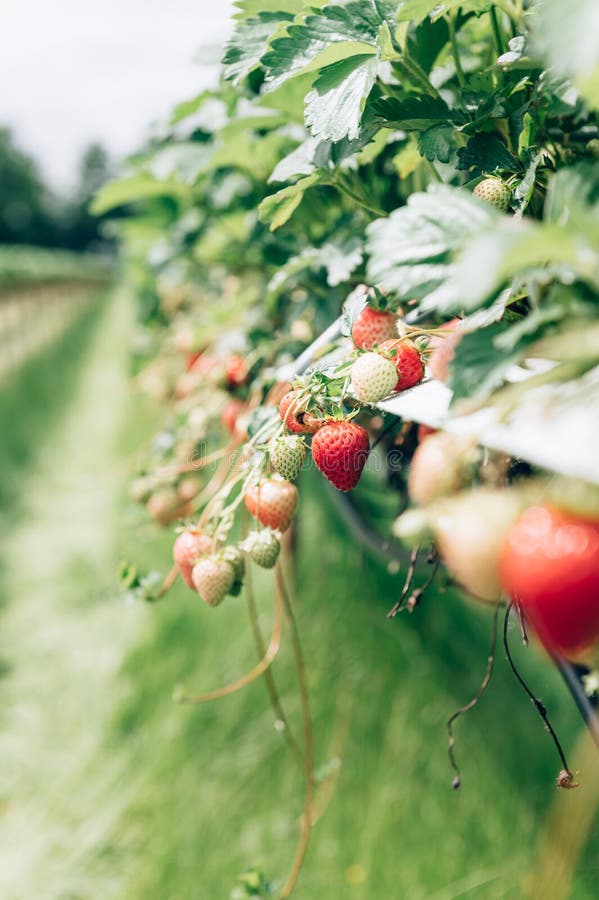 Strawberry Picking in the Farm Stock Photo Image of garden