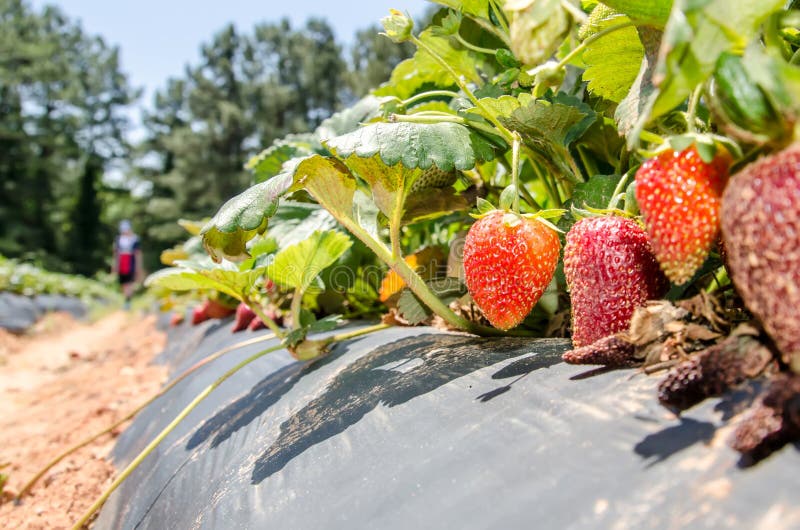 Strawberry picking