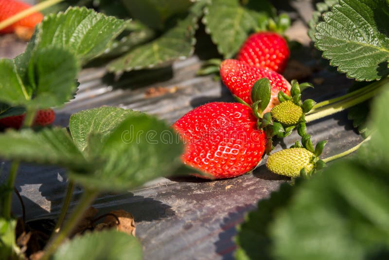 Strawberry picking at Hod ha Sharon