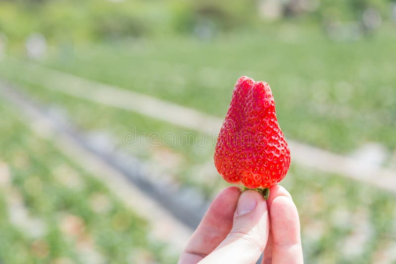 Strawberry picking at Hod ha Sharon