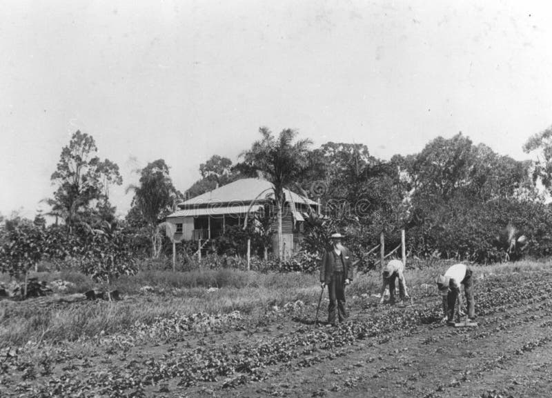 Strawberry Picking On A Queensland Farm, Ca. 1905 Picture. Image 222436590