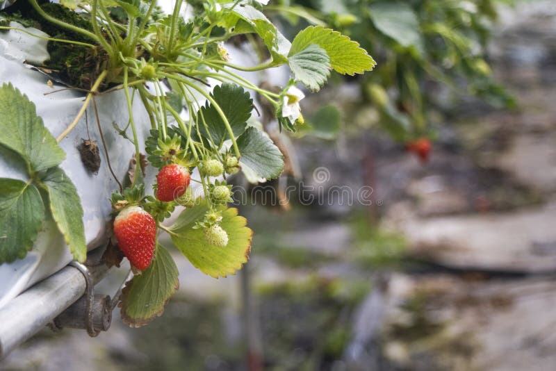 Strawberry dogs stock image. Image of strawberry, mammal 43111843