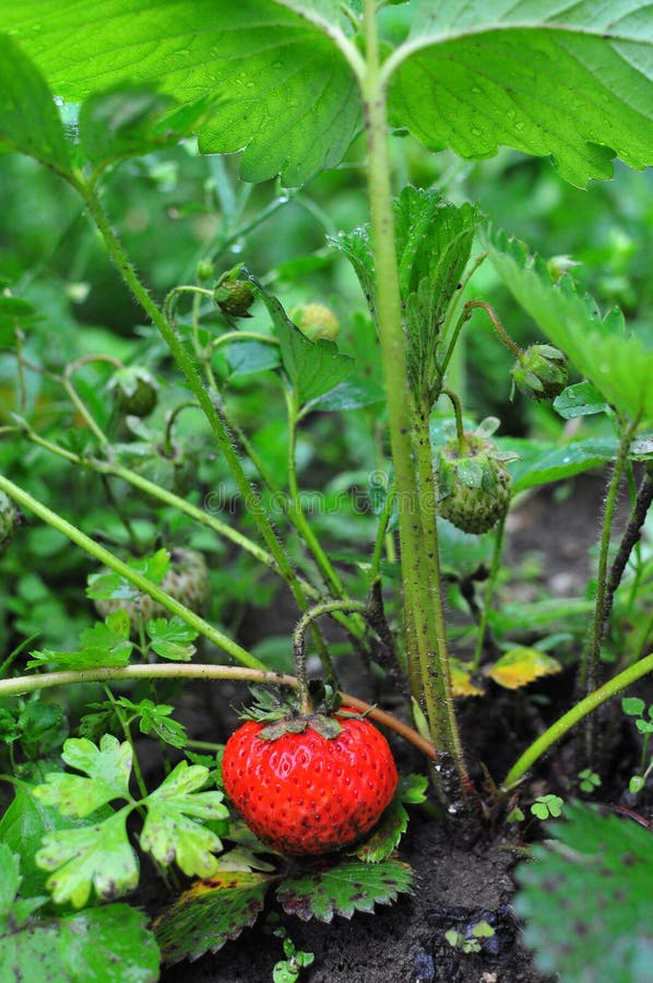 Growing Strawberries, use Straw to protect the fruit. Straw around  Strawberry plants on strawberry field in farm. Harvesting on strawberry  farm Stock Photo - Alamy