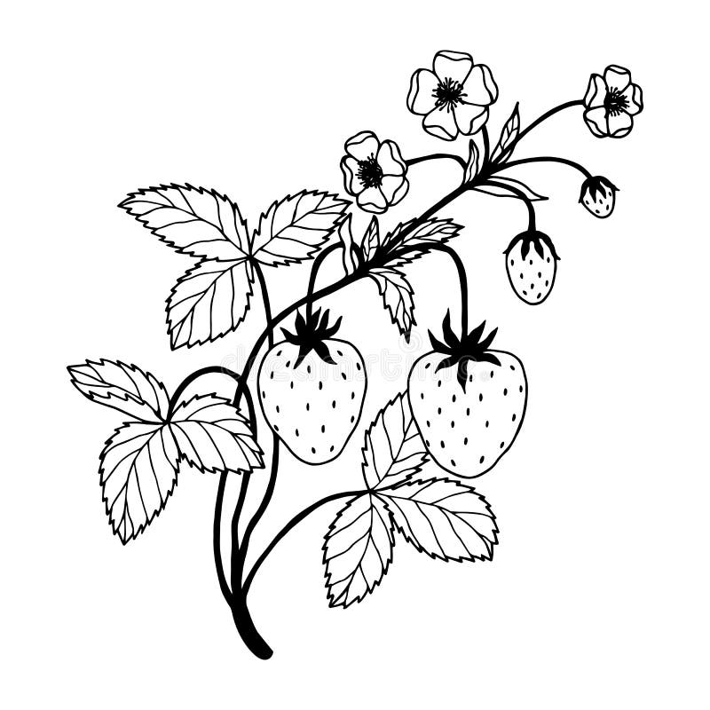 Strawberry Plant with Berries and Flowers. Vector Stock Illustration ...