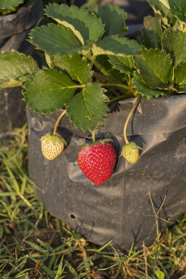 Strawberry Plant in Black Plastic Bag. Stock Image Image of berry