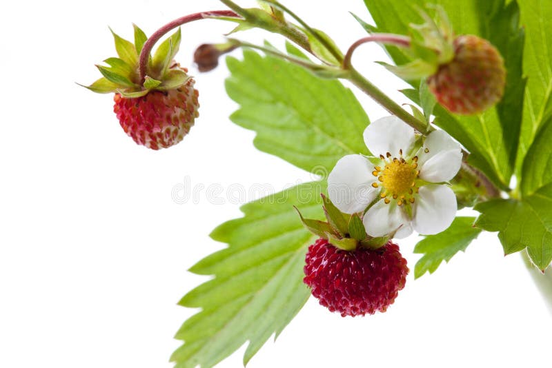 Strawberry Plant, Blossom and Leaves Stock Image Image of fruits