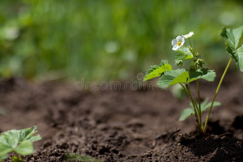 Strawberry plant with flower