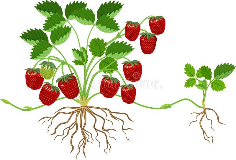 Strawberry plant with ripe berry plant sketch Vector Image